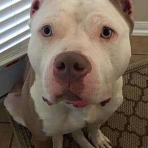 Meet your Posher, Tracy